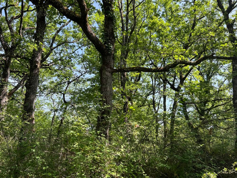 Vente Terrain forets Chapdeuil