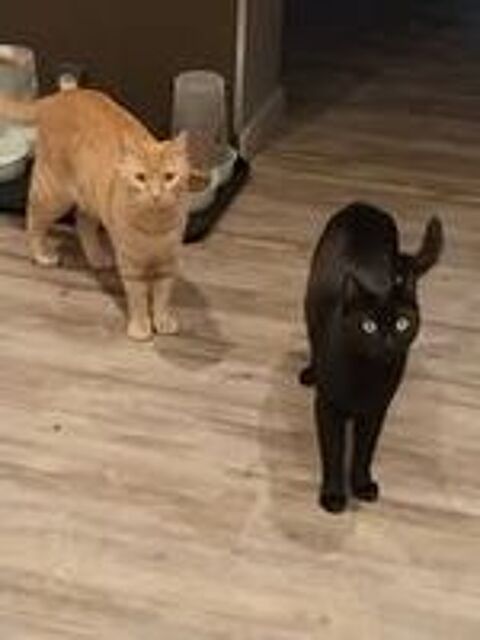   Chat REGLISSE à l adoption 