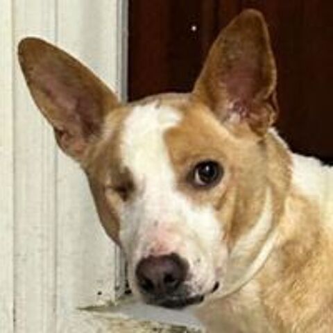   Lucie cherche sa famille pour la vie, une famille adaptée à son traumatisme 🙏🍀 