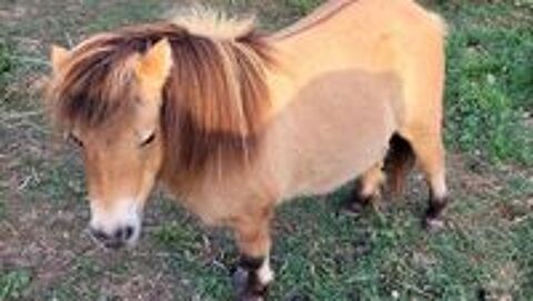   ponette shetland 80 cm 