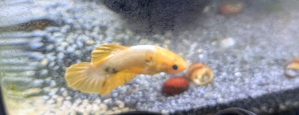   poisson combattant male yellow 