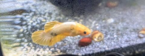 poisson combattant male yellow 15 92260 Fontenay-aux-roses
