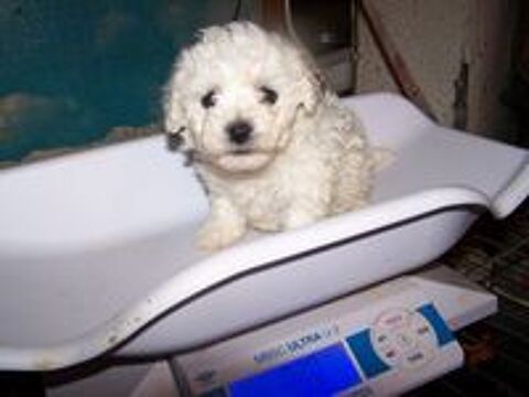   A RESERVER CHIOT FEMELLE BICHON FRISE  