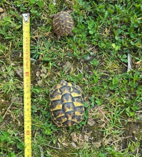 Tortues de terre 50 06130 Grasse