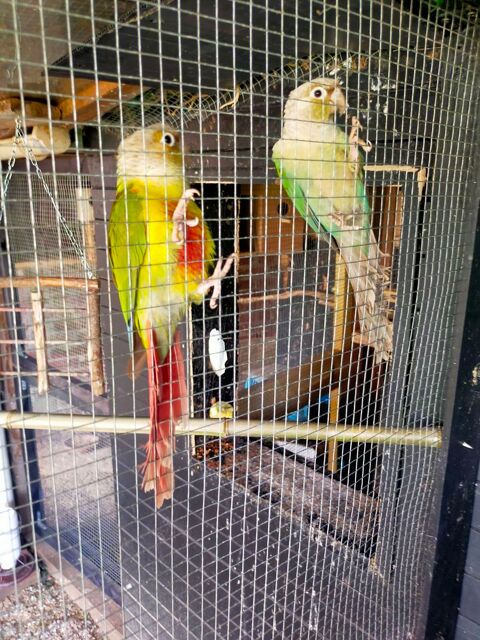 Couple reproducteur conures 200 62160 Bully-les-mines
