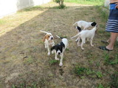   chiots 