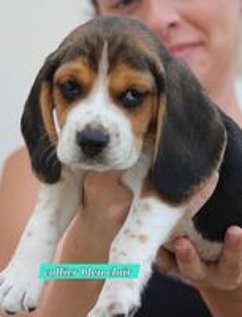   Magnifique Chiots beagle tricolore  