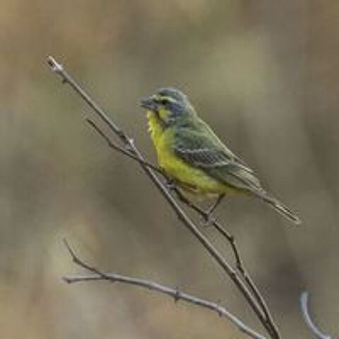   recherche couple de serin  Mozambique 
