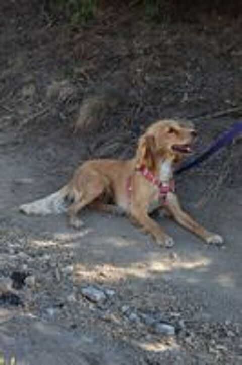   A L'ADOPTION AMELIE 
