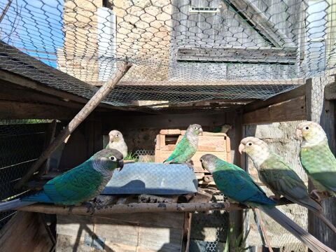 Lot de 19 Conures 1200 66460 Maury