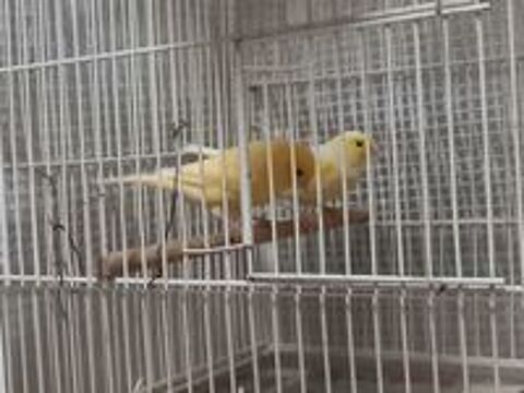   canari 