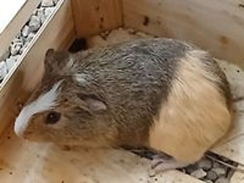   
cochon d'inde  