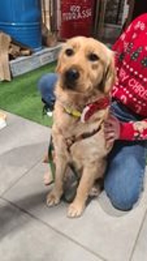   ASTUCE femelle golden retriever 1 an 