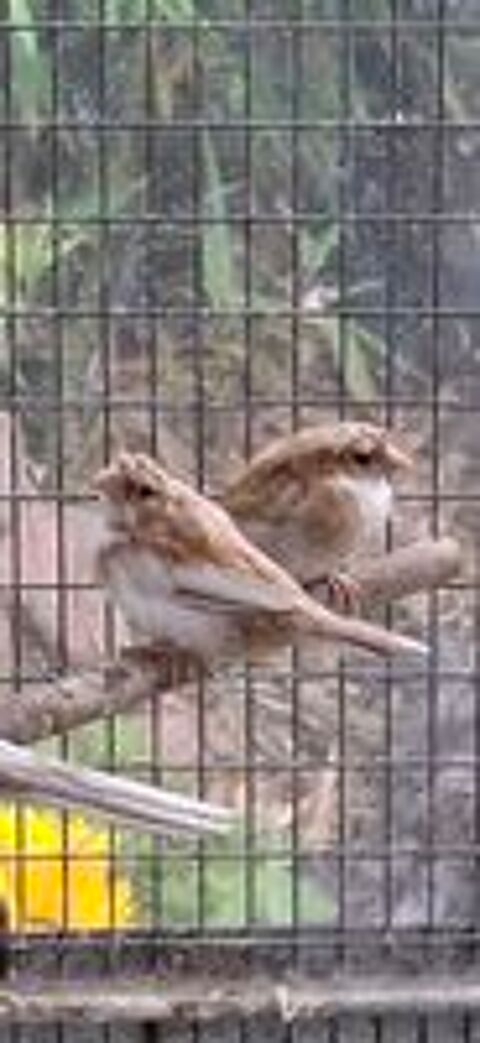   Moineau du japon  