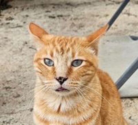   PUSSCAT 