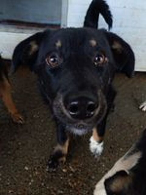   Dakota à l'adoption 