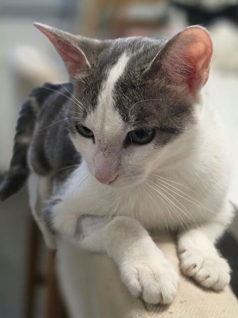 Adorable chat m&acirc;le &agrave; l'adoption 0 69530 Brignais