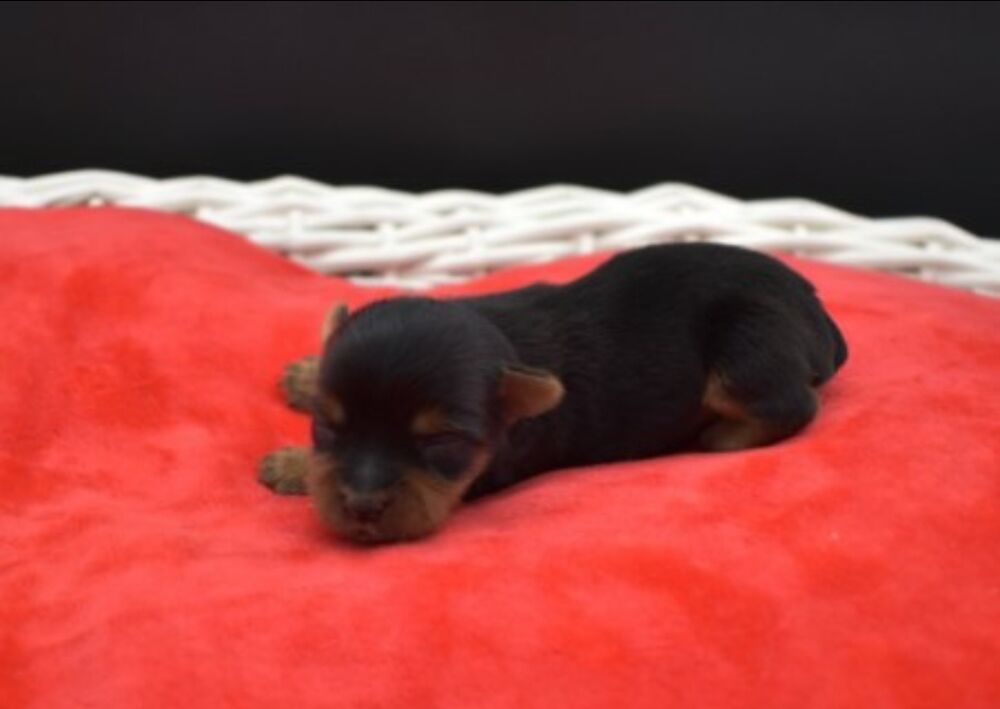   A reserver 3 chiots mles Yorkshire Terrier LOF  