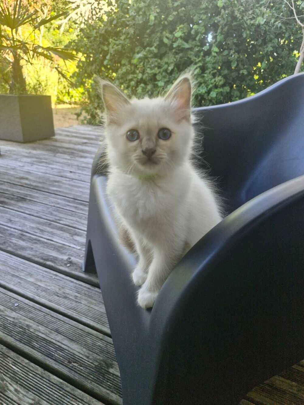   chatons Sacré de Birmanie 