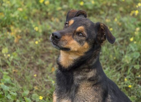 NOTA 320 27620 Gasny