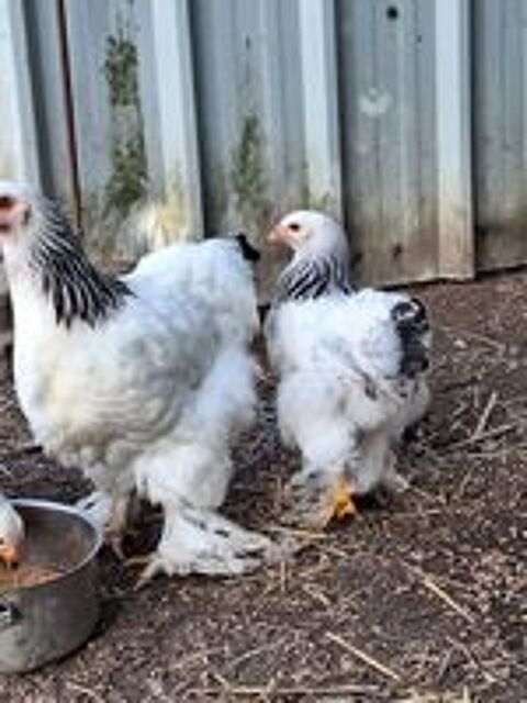   Poule et coq brahma blanche hermine noir  