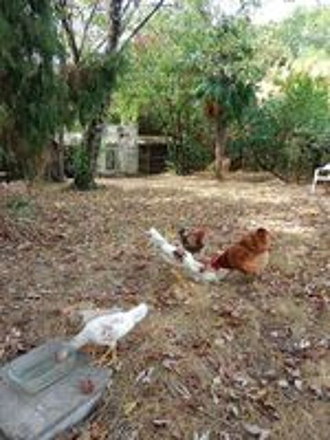   Poule et coq Combattant Espagnol  