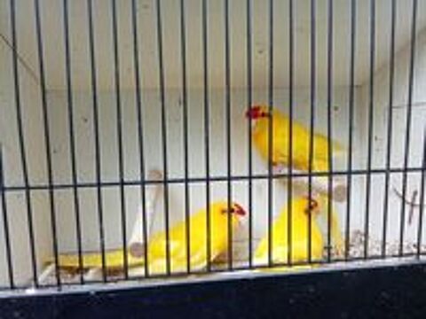  kakariki jaune
