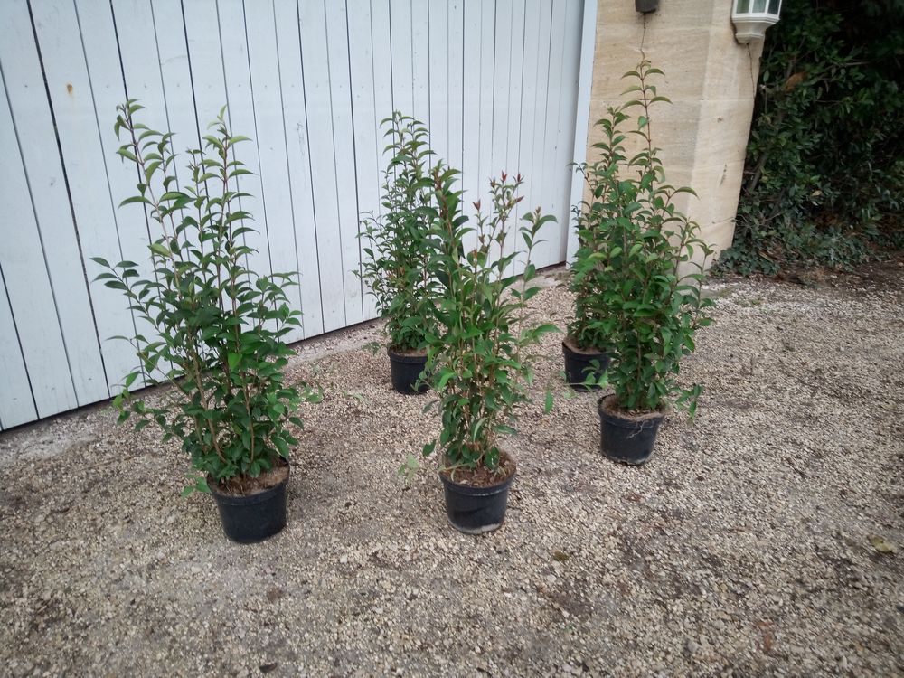 Tro&egrave;ne du Japon, arbuste de haie rustique en container. Jardin