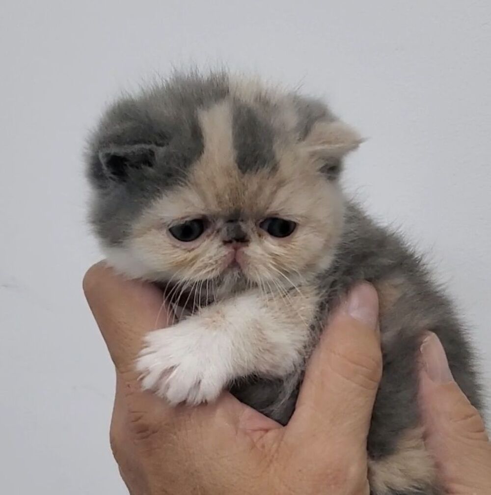   A réserver Chaton exotic shorthair ,loof 