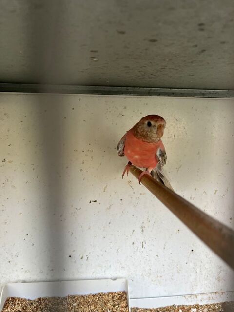 Perruche de Bourke 30 91240 Saint-michel-sur-orge