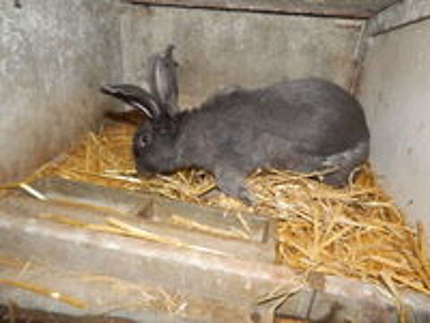   lapins papillons male de 14 mois 