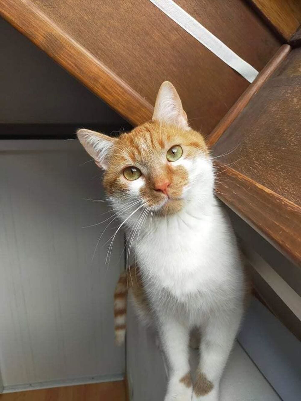   Moucho � l'adoption 