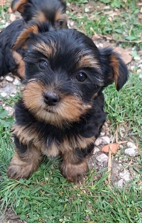  Chiots Yorkshire 1150 24110 Manzac-sur-vern