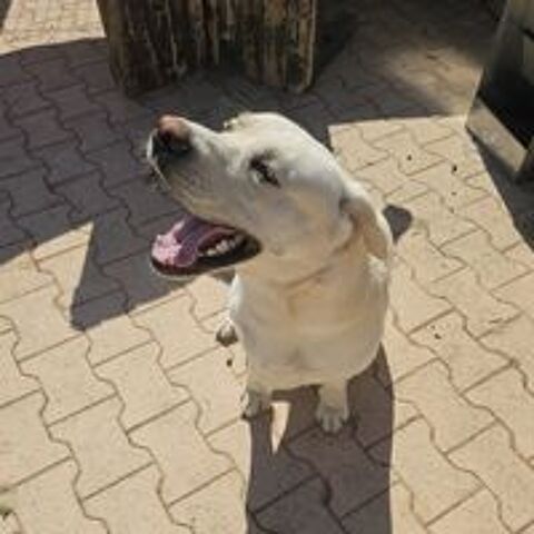   DIXY 