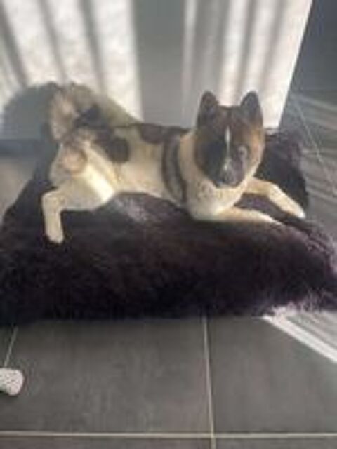   Chien BUCK  l adoption 