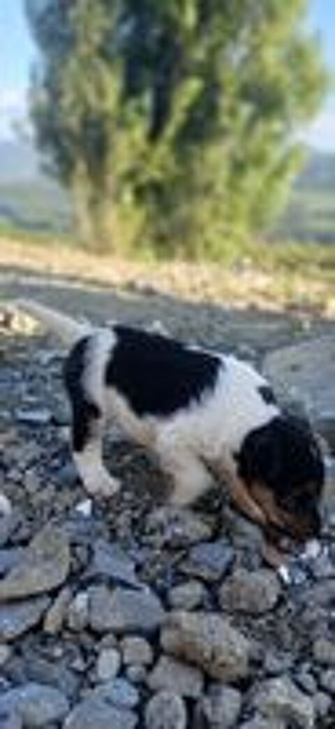   Chiot Fox Terrier Poil Dur LOF 