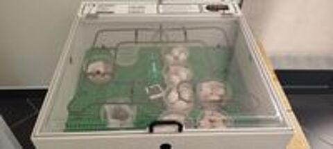   Incubateur Jaeger FB80 pour Reptile. 