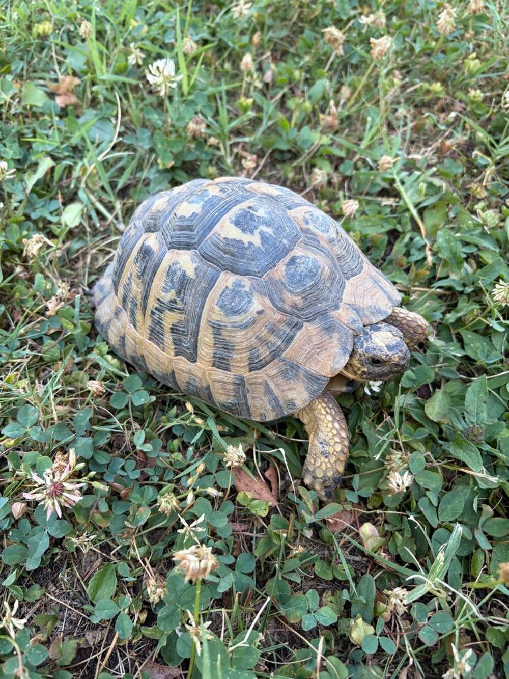   Tortue femelle adulte Greaca 