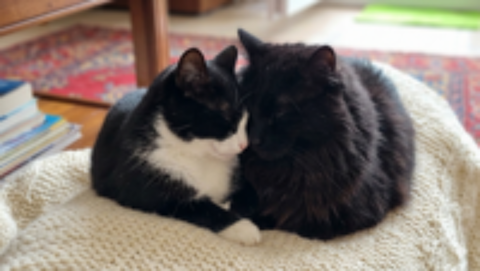   Adorables chatons  