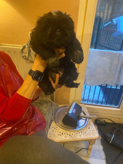 chiots shih tzu 1800 83200 Toulon