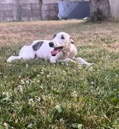   Bolt whippet LOF  