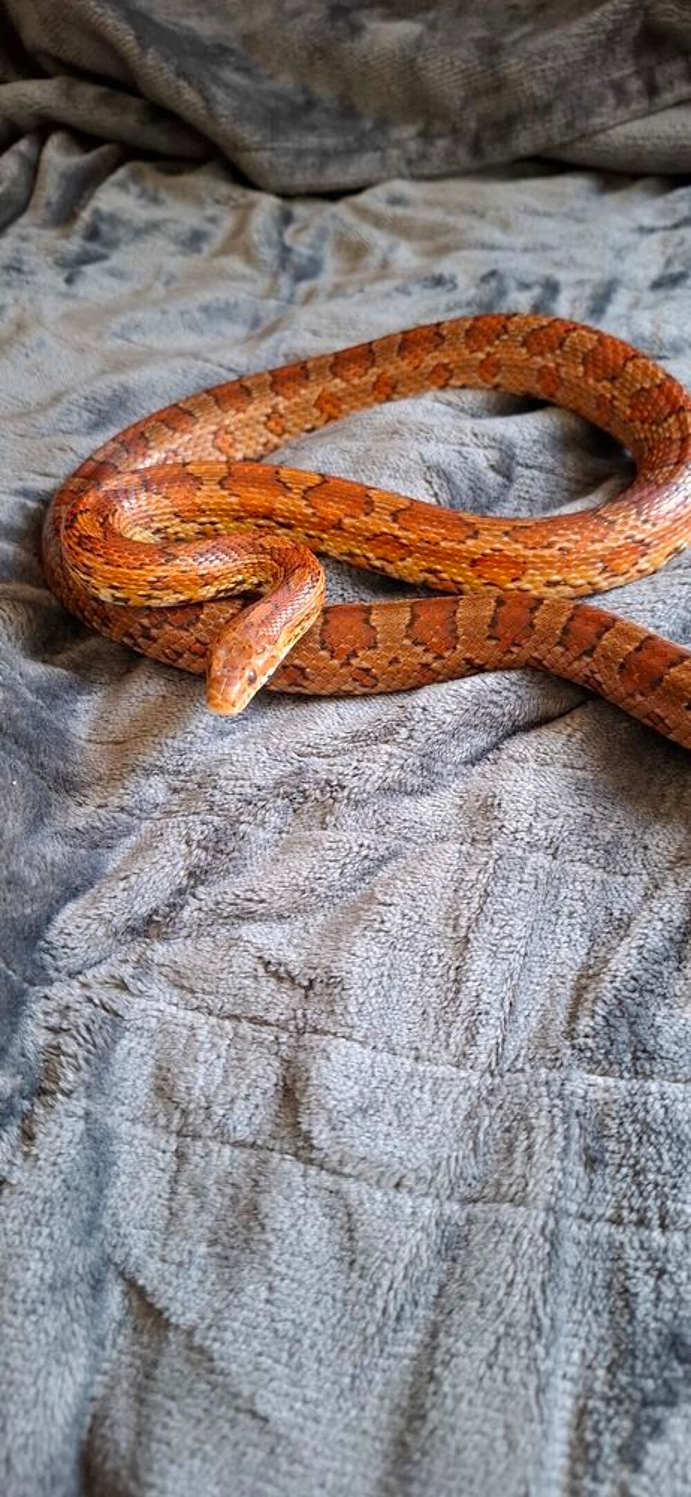   Serpent des blés, mâle adulte  