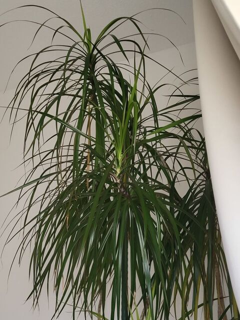 Plante d'int�rieur + 2m de haut 45 Villeneuve-la-Rivi�re (66)