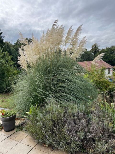Plume pour mariage/baptême 1 Compreignac (87)