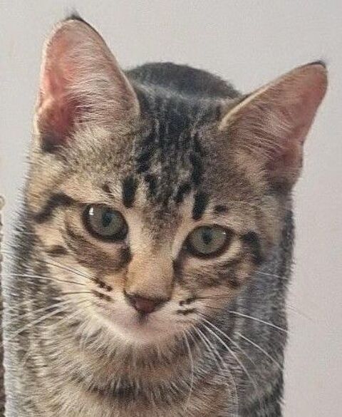 LEIA CHATONNE TIGREE 5 MOIS 1/2 225 92260 Fontenay-aux-roses