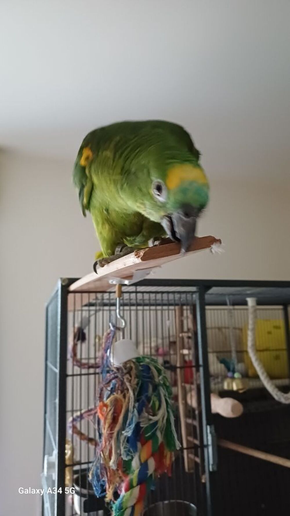  Perroquet Amazon  