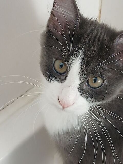 Donne 2 chatons adorable tres joueur et farceur .tres calin 0 95400 Villiers-le-bel