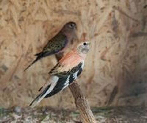   Perruches de Bourkes  