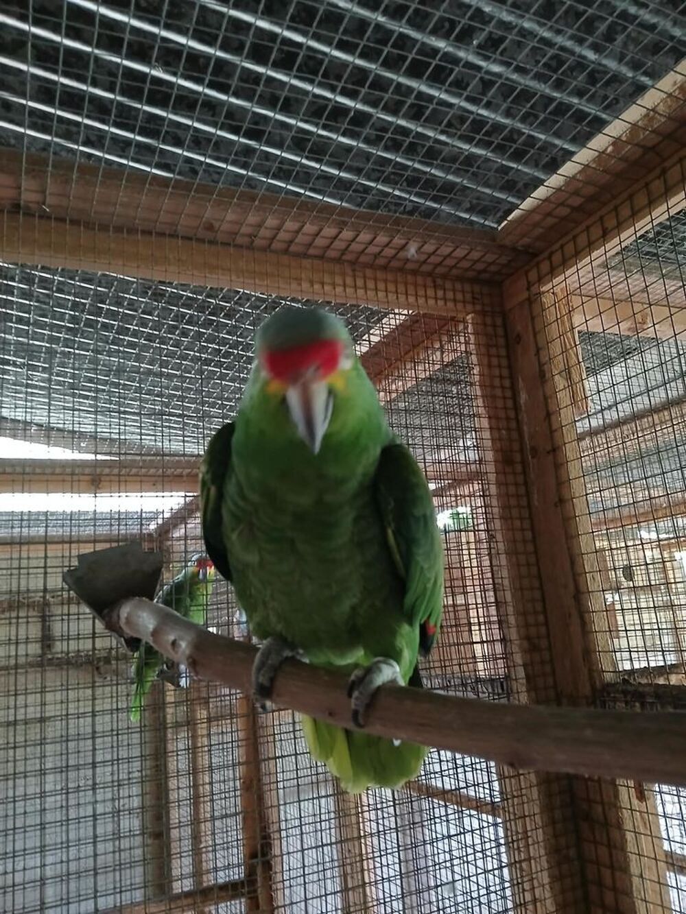   AMAZONE FRONT ROUGE 