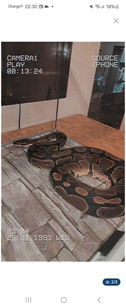 4 pythons et de 1 boa ( exp&eacute;riment&eacute; ) 100 65800 Aureilhan